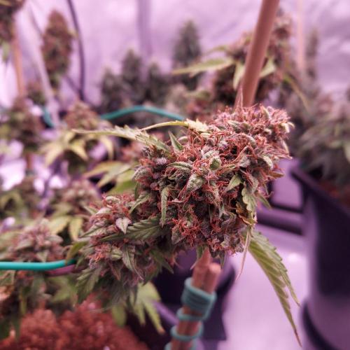 Round #2: Critical Mass CBD Auto. Week 9 - Day 70 - Week 10 - Looks Ready but Trichomes Say Wait