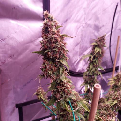 Round #2: Critical Mass CBD Auto. Week 9 - Day 70 - Week 10 - Looks Ready but Trichomes Say Wait
