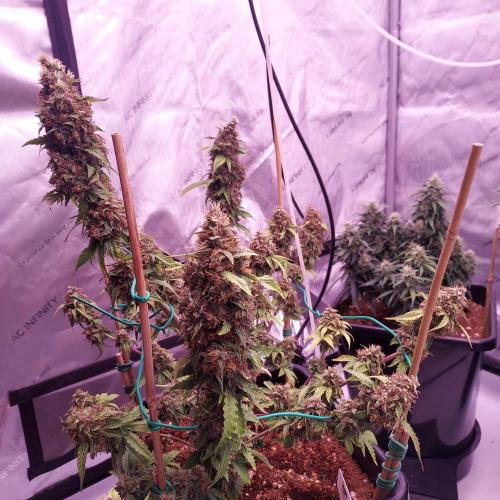 Round #2: Critical Mass CBD Auto. Week 9 - Day 70 - Week 10 - Looks Ready but Trichomes Say Wait