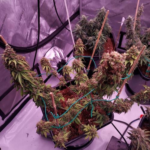 Round #2: Critical Mass CBD Auto. Week 9 - Day 70 - Week 10 - Looks Ready but Trichomes Say Wait