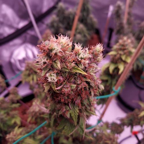Round #2: Critical Mass CBD Auto. Week 9 - Day 70 - Week 10 - It's these hairs that make me think she could push mass?
