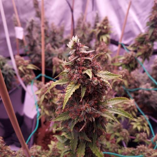 Round #2: Critical Mass CBD Auto. Week 9 - Day 70 - Week 10 - It's these hairs that make me think she could push mass?