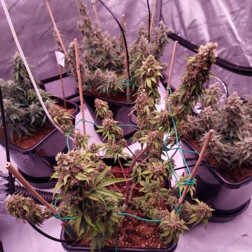Round #2: Critical Mass CBD Auto. Week 9 - Day 70 - Week 10 - Tent is getting ready