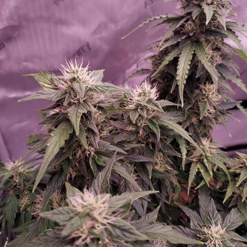 Dos-Si-Dos Auto - Round and Round. Week 9 - Day 70 - Week 10 - Lagging but Stacking