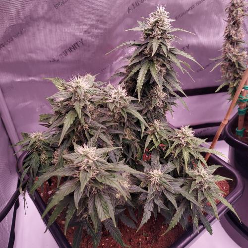 Dos-Si-Dos Auto - Round and Round. Week 9 - Day 70 - Week 10 - Lagging but Stacking