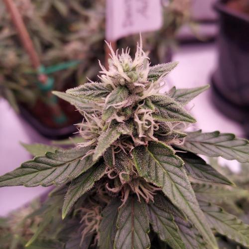 Dos-Si-Dos Auto - Round and Round. Week 9 - Day 70 - Week 10 - Lagging but Stacking
