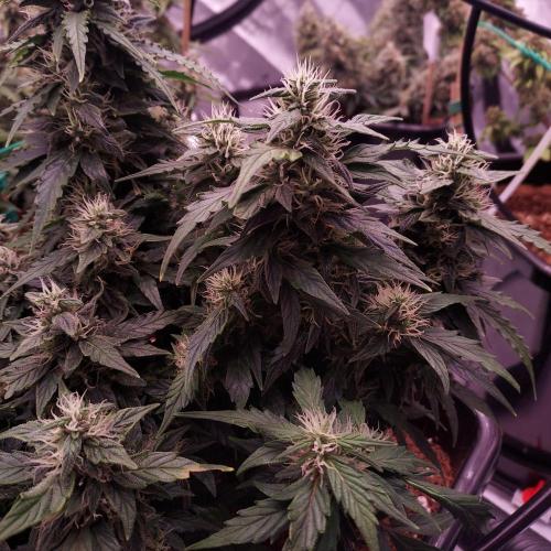 Dos-Si-Dos Auto - Round and Round. Week 9 - Day 70 - Week 10 - Lagging but Stacking