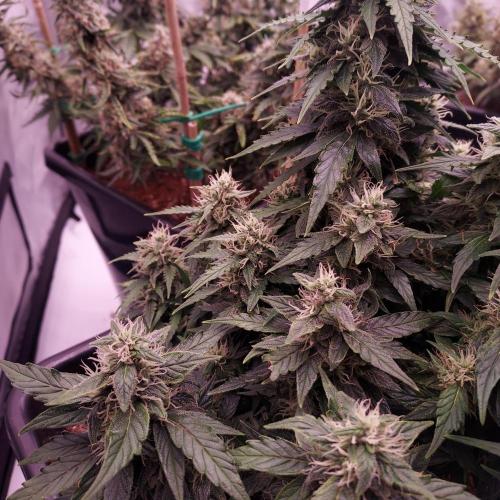 Dos-Si-Dos Auto - Round and Round. Week 9 - Day 70 - Week 10 - Lagging but Stacking