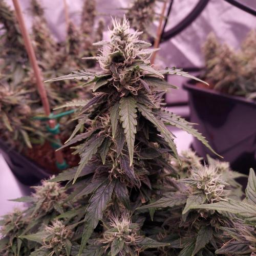 Dos-Si-Dos Auto - Round and Round. Week 9 - Day 70 - Week 10 - Lagging but Stacking