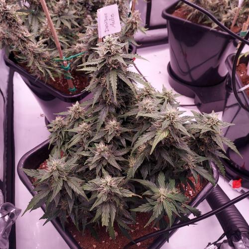 Dos-Si-Dos Auto - Round and Round. Week 9 - Day 70 - Week 10 - Lagging but Stacking