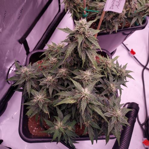 Dos-Si-Dos Auto - Round and Round. Week 9 - Day 70 - Week 10 - Lagging but Stacking