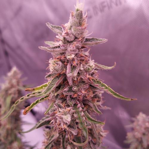 Gelato Auto - I'd Love A Scoop. Week 9 - Day 70 - Solid but Funky