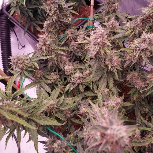 Gelato Auto - I'd Love A Scoop. Week 9 - Day 70 - Solid but Funky