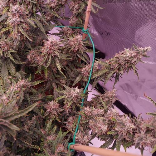 Gelato Auto - I'd Love A Scoop. Week 9 - Day 70 - Solid but Funky
