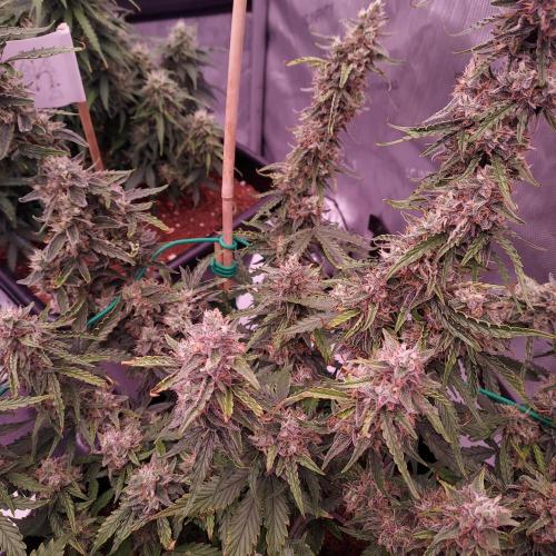 Gelato Auto - I'd Love A Scoop. Week 9 - Day 70 - Solid but Funky