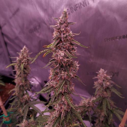 Gelato Auto - I'd Love A Scoop. Week 9 - Day 70 - Solid but Funky