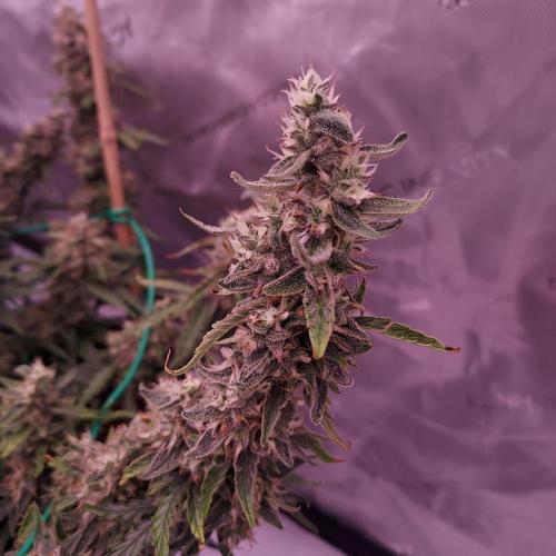 Gelato Auto - I'd Love A Scoop. Week 9 - Day 70 - Solid but Funky