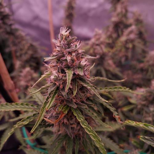 Gelato Auto - I'd Love A Scoop. Week 9 - Day 70 - Solid but Funky