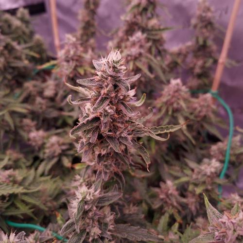 Gelato Auto - I'd Love A Scoop. Week 9 - Day 70 - Solid but Funky