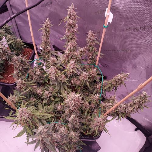 Gelato Auto - I'd Love A Scoop. Week 9 - Day 70 - Solid but Funky