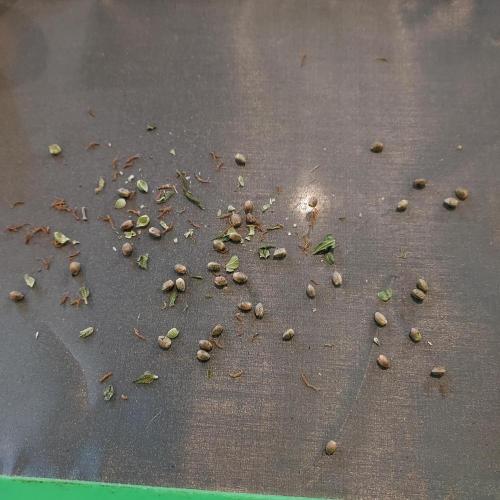 Round #2: Critical Mass CBD Auto. Week 10 - Seeds galore