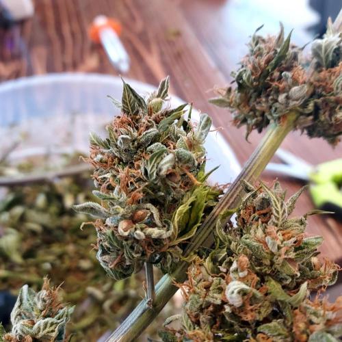 Round #2: Critical Mass CBD Auto. Week 10 - Seeds galore