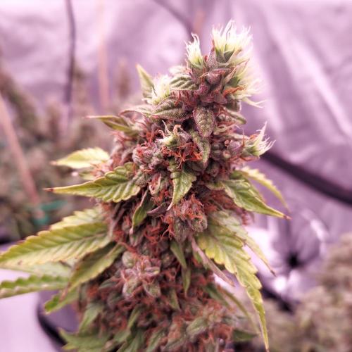 Round #2: Critical Mass CBD Auto. Week 10 - Late Flower Tossout