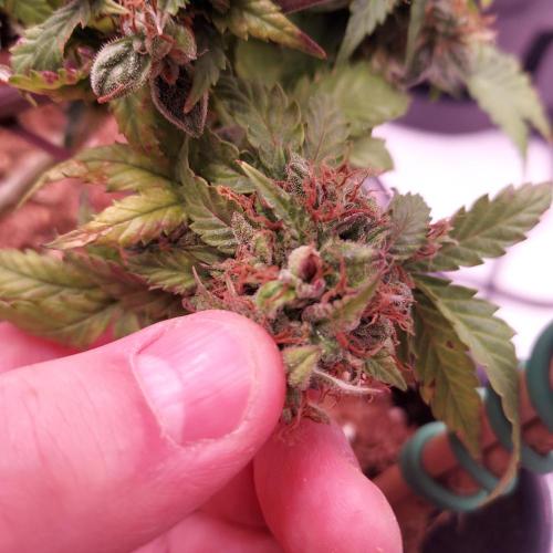 Round #2: Critical Mass CBD Auto. Week 10 - Another Seed