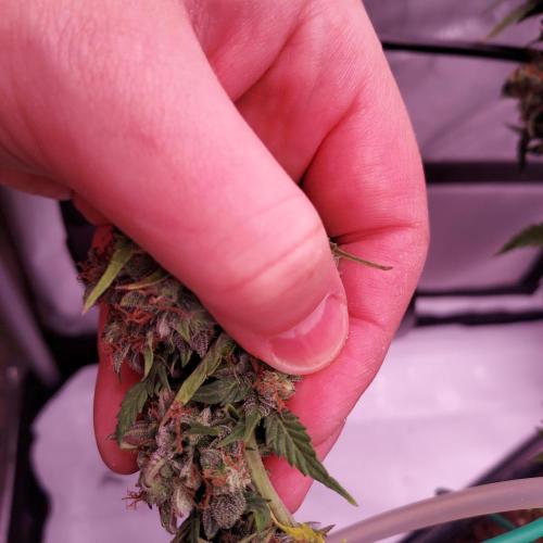 Round #2: Critical Mass CBD Auto. Week 10 - Another Seed