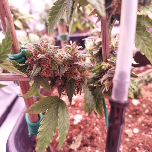 Round #2: Critical Mass CBD Auto. Week 10 - Another Seed