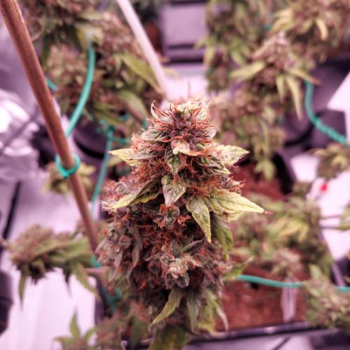 Round #2: Critical Mass CBD Auto. Week 10 - Flower Ready