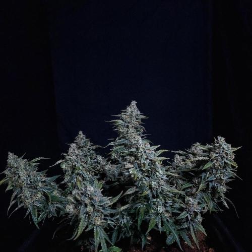 Gelato 41 BX Auto. Week 10 - I Loved Her Structure 