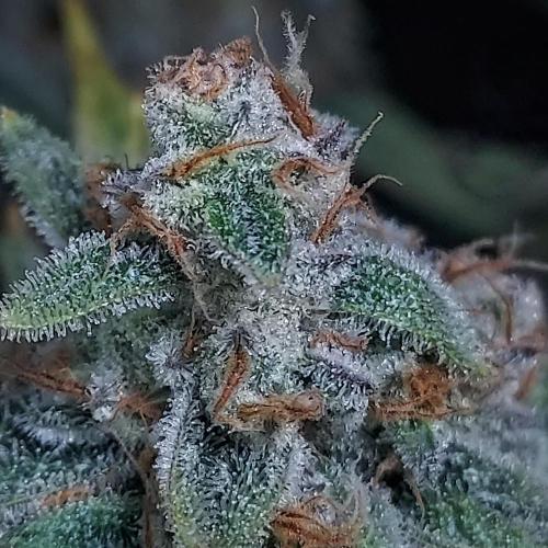 Gelato 41 BX Auto. Week 10 - Frost Galore