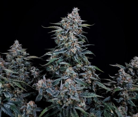 Gelato 41 BX Auto. Week 10 - The Hero of The Plant 