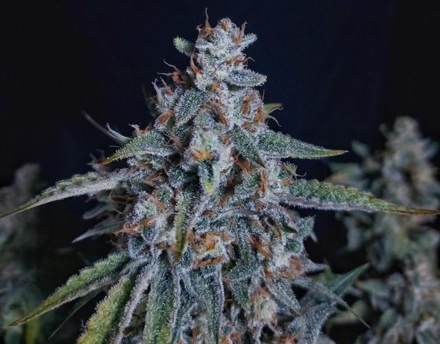 Gelato 41 BX Auto. Week 10 - Just a Happy Looking Flower
