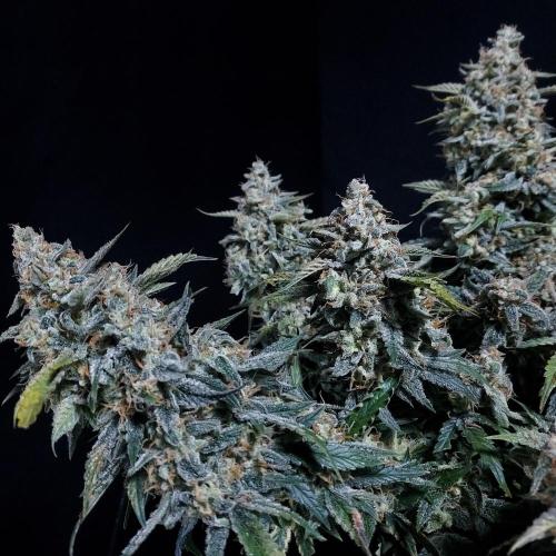 Gelato 41 BX Auto. Week 10 - Left Side - Strong Side
