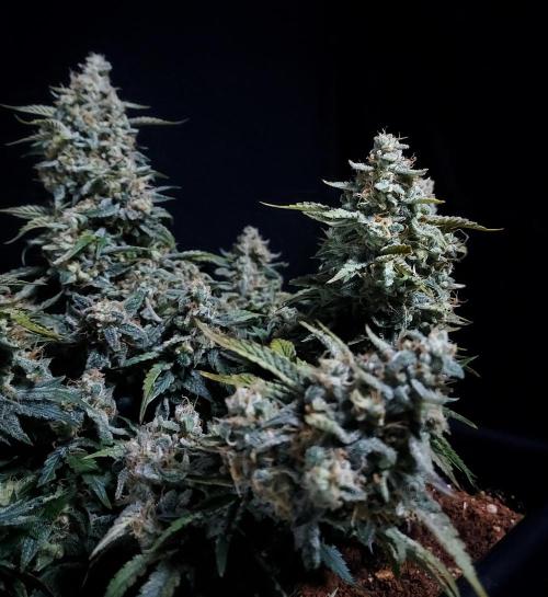Gelato 41 BX Auto. Week 10 - Right Looks Tight