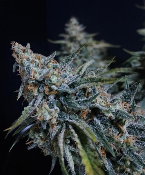 Gelato 41 BX Auto. Week 10 - Beautiful Structure All Around