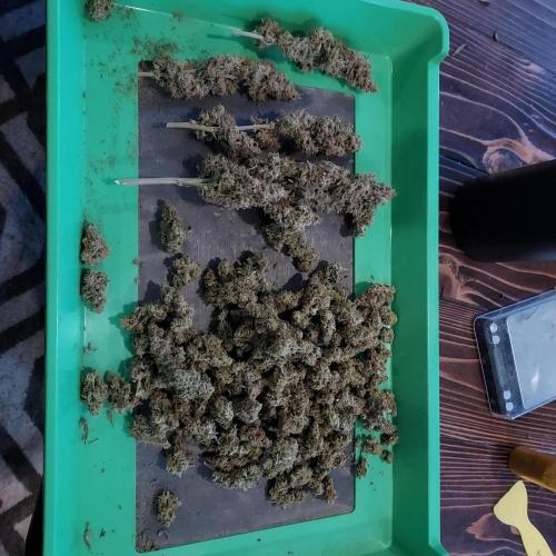 Zkittlez (#2) - Double the Rainbow. Week 11 - Great Size - The Common Culture Tray Always Gets Me Dry Sift