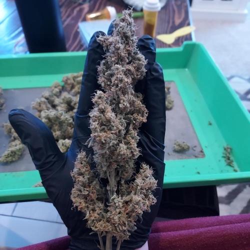 Zkittlez (#2) - Double the Rainbow. Week 11 - Main Cola - Beautiful Size!