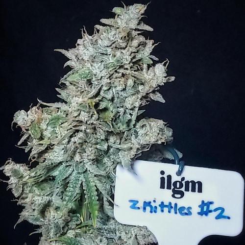 Zkittlez (#2) - Double the Rainbow. Week 11 - Zkittlez #2