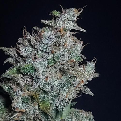 Zkittlez (#2) - Double the Rainbow. Week 11 - Frosty Close-Up