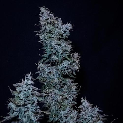 Zkittlez (#2) - Double the Rainbow. Week 11 - Hero Shot!