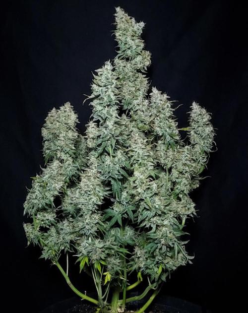Zkittlez (#2) - Double the Rainbow. Week 11 - Beautiful Structure, Success!