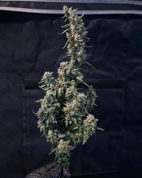 Gelato Auto - I'd Love A Scoop. Week 10 - She Did Great, Was a Great Surprise!