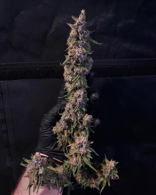 Gelato Auto - I'd Love A Scoop. Week 10 - Hero Cola In Hand
