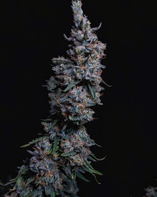 Gelato Auto - I'd Love A Scoop. Week 10 - My Hero Cola