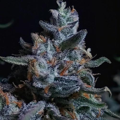Gelato Auto - I'd Love A Scoop. Week 10 - Now That's A Frosty Gelato