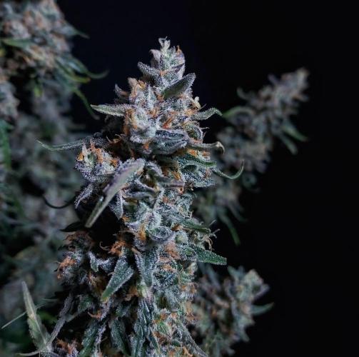 Gelato Auto - I'd Love A Scoop. Week 10 - Great Shaping, A Surprise of the Tent