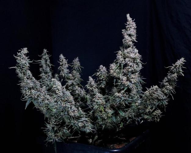 Gelato Auto - I'd Love A Scoop. Week 10 - A Solid Shaping, My Largest Yielder 